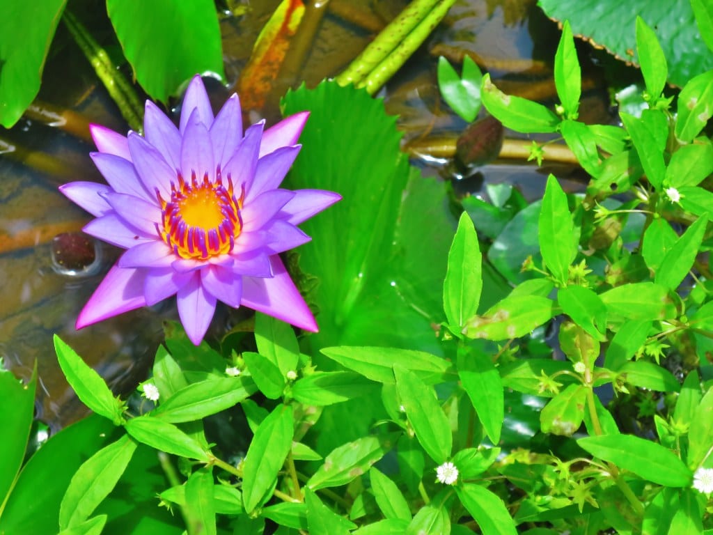 Tahitian water lily
